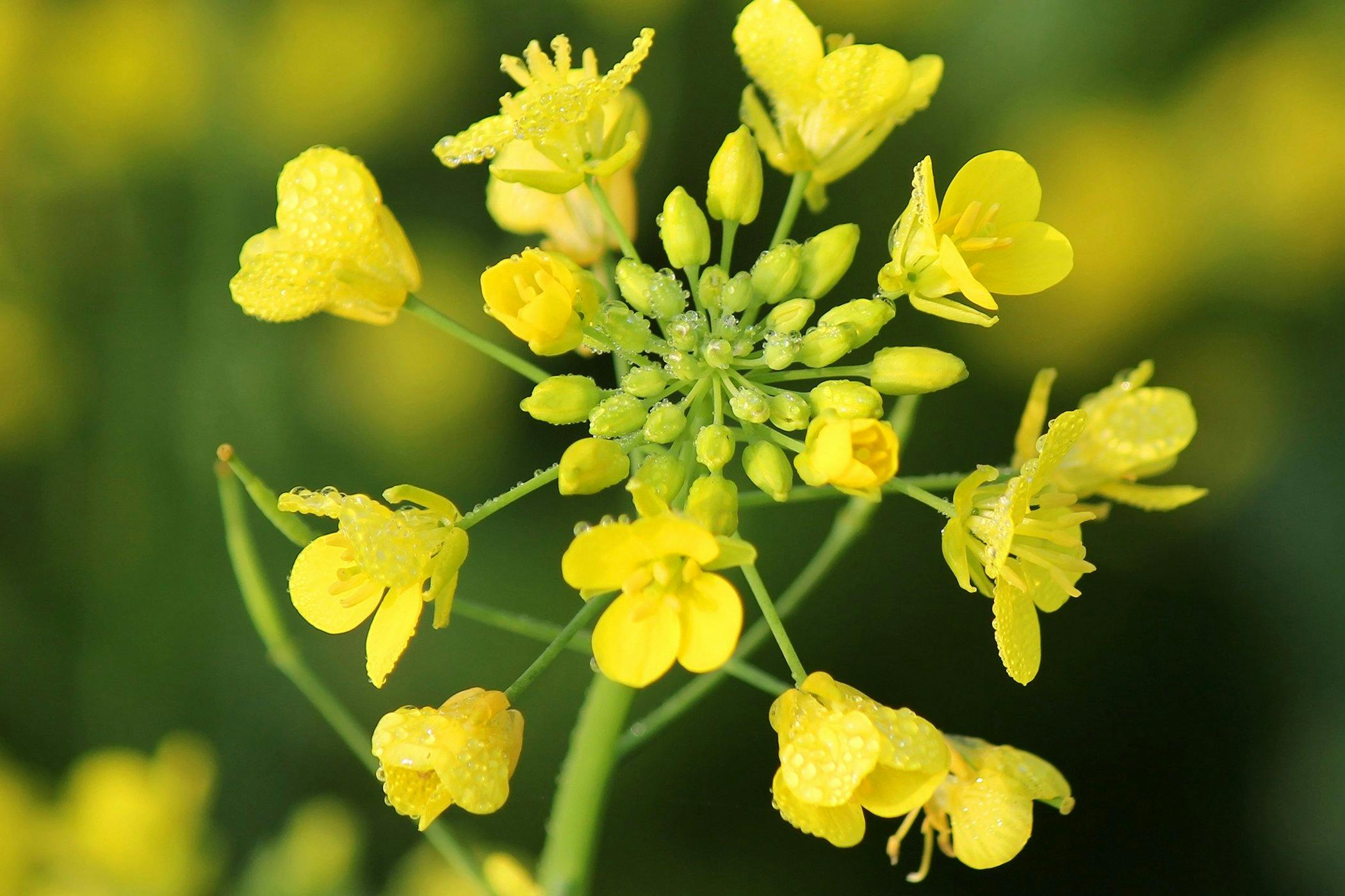 2. Mustard Plant Tattoo Meaning - wide 1