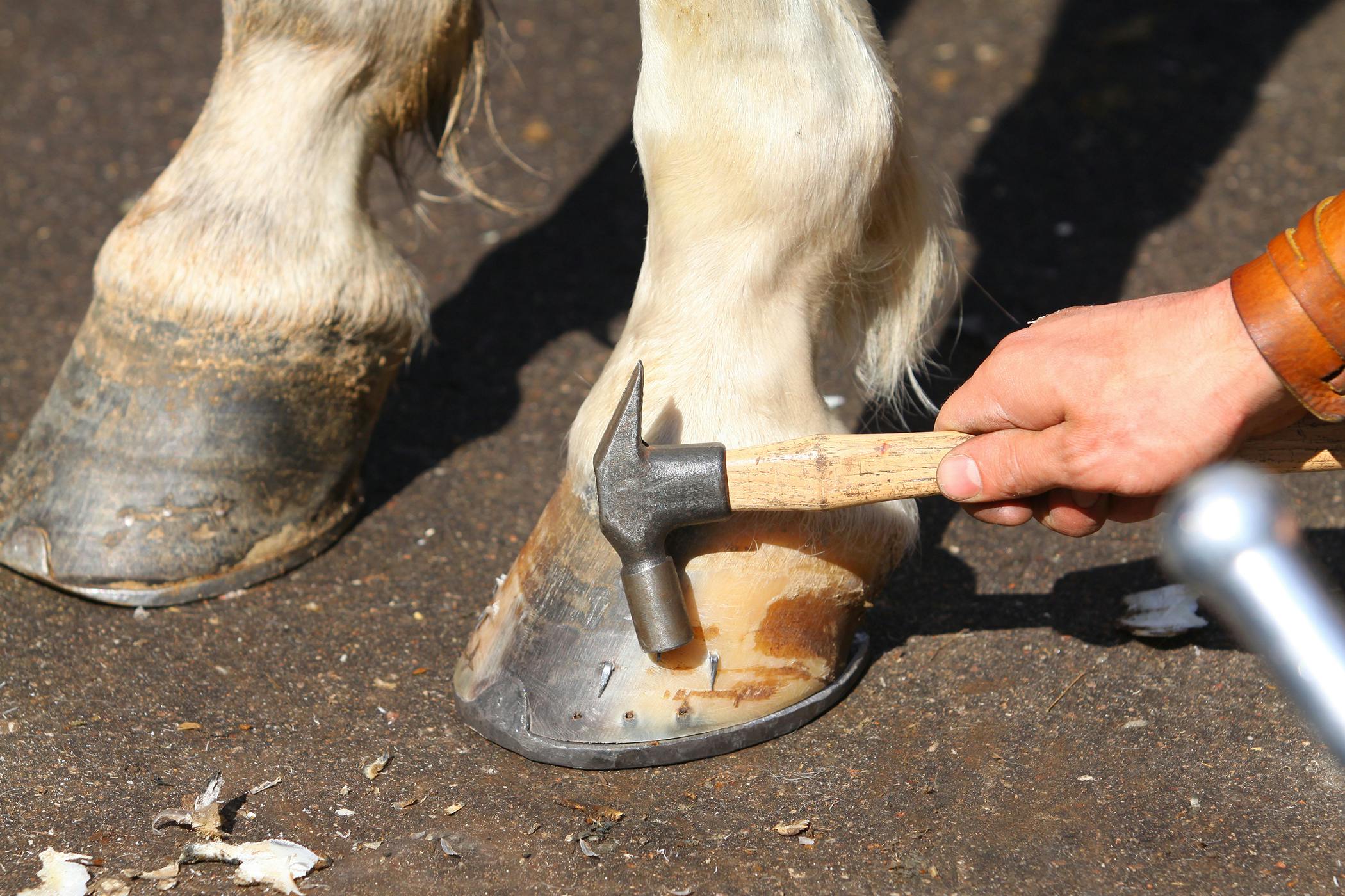 How Long for Horse to Recover from Hot Nail 