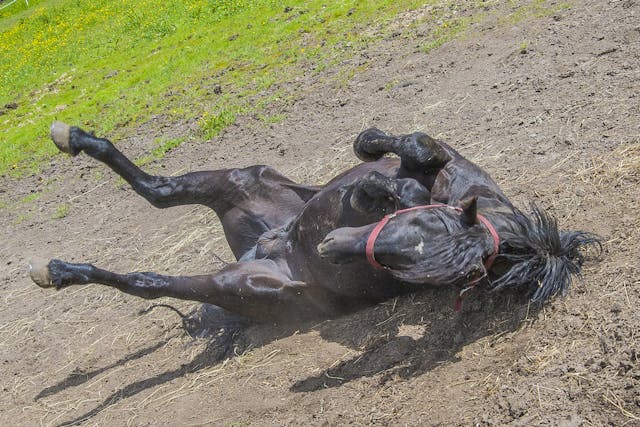 Neonatal Encephalopathy (Foals) in Horses - Symptoms, Causes, Diagnosis, Treatment, Recovery, Management, Cost