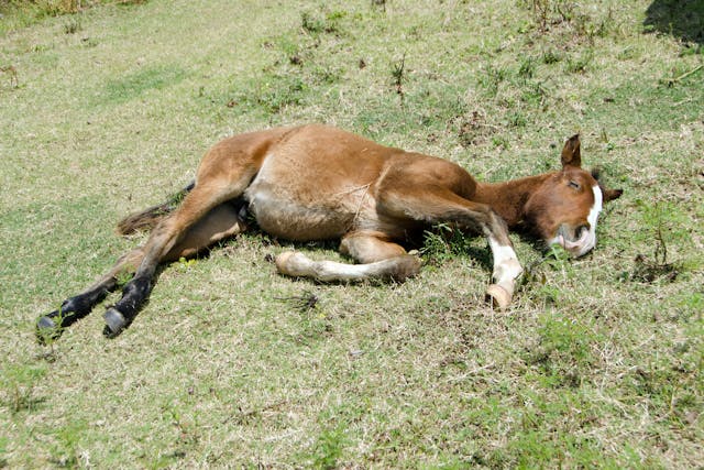 Neonatal Isoerythrolysis in Horses - Symptoms, Causes, Diagnosis, Treatment, Recovery, Management, Cost