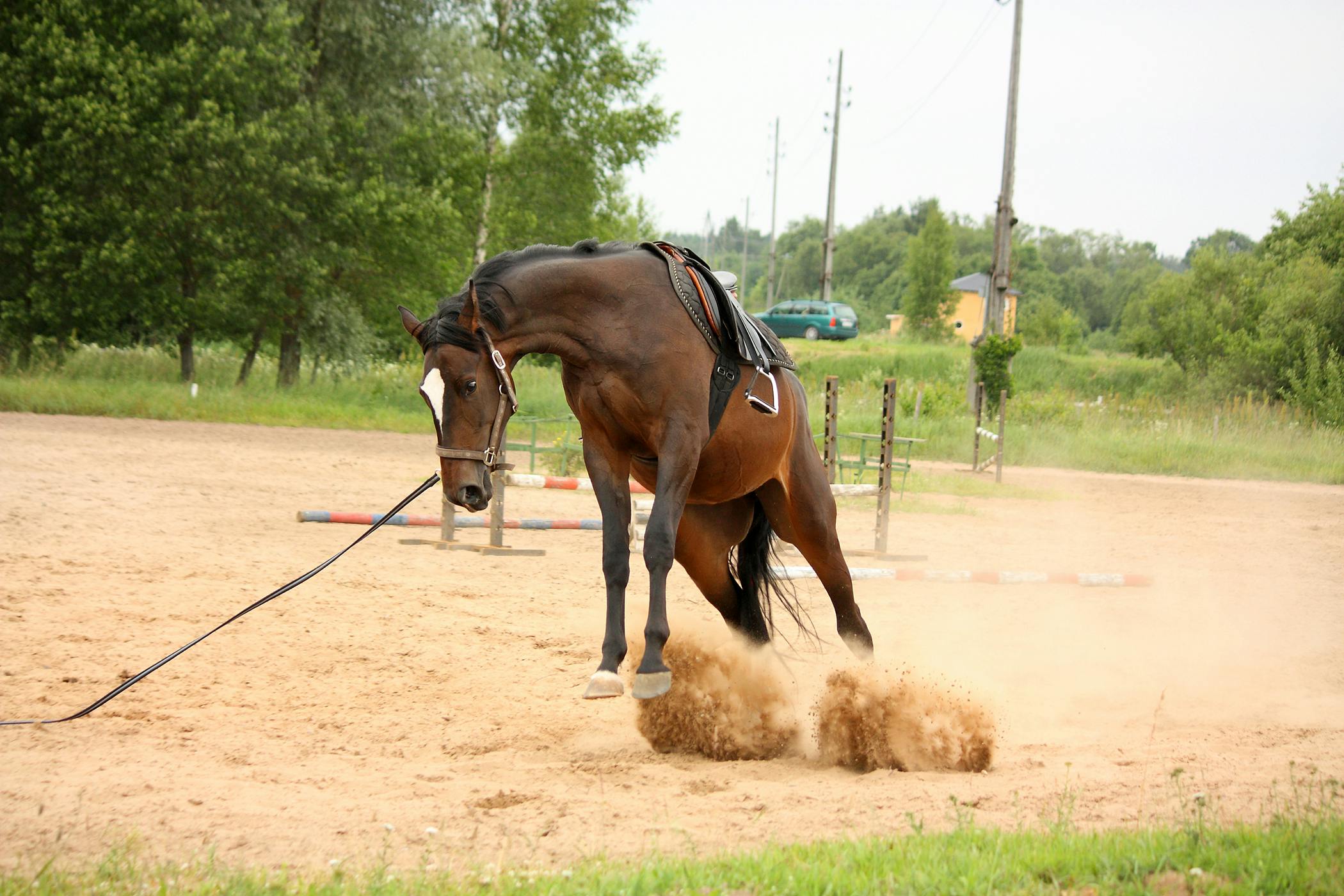 what causes neurological symptoms in horses