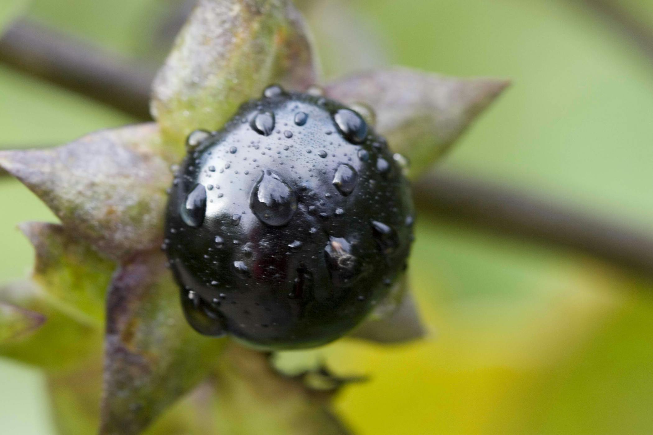 Nightshade Poisoning In Horses Symptoms Causes Diagnosis Treatment Recovery Management Cost