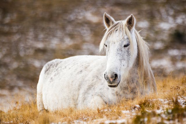 Nocardiosis in Horses - Symptoms, Causes, Diagnosis, Treatment, Recovery, Management, Cost