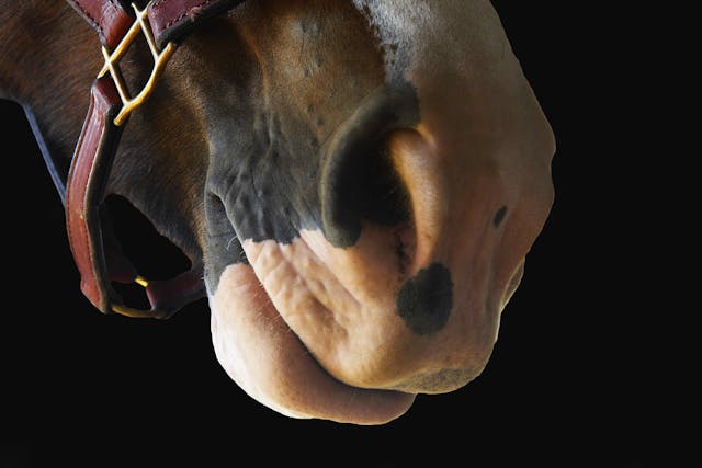Nose Bleed in Horses - Symptoms, Causes, Diagnosis, Treatment, Recovery, Management, Cost