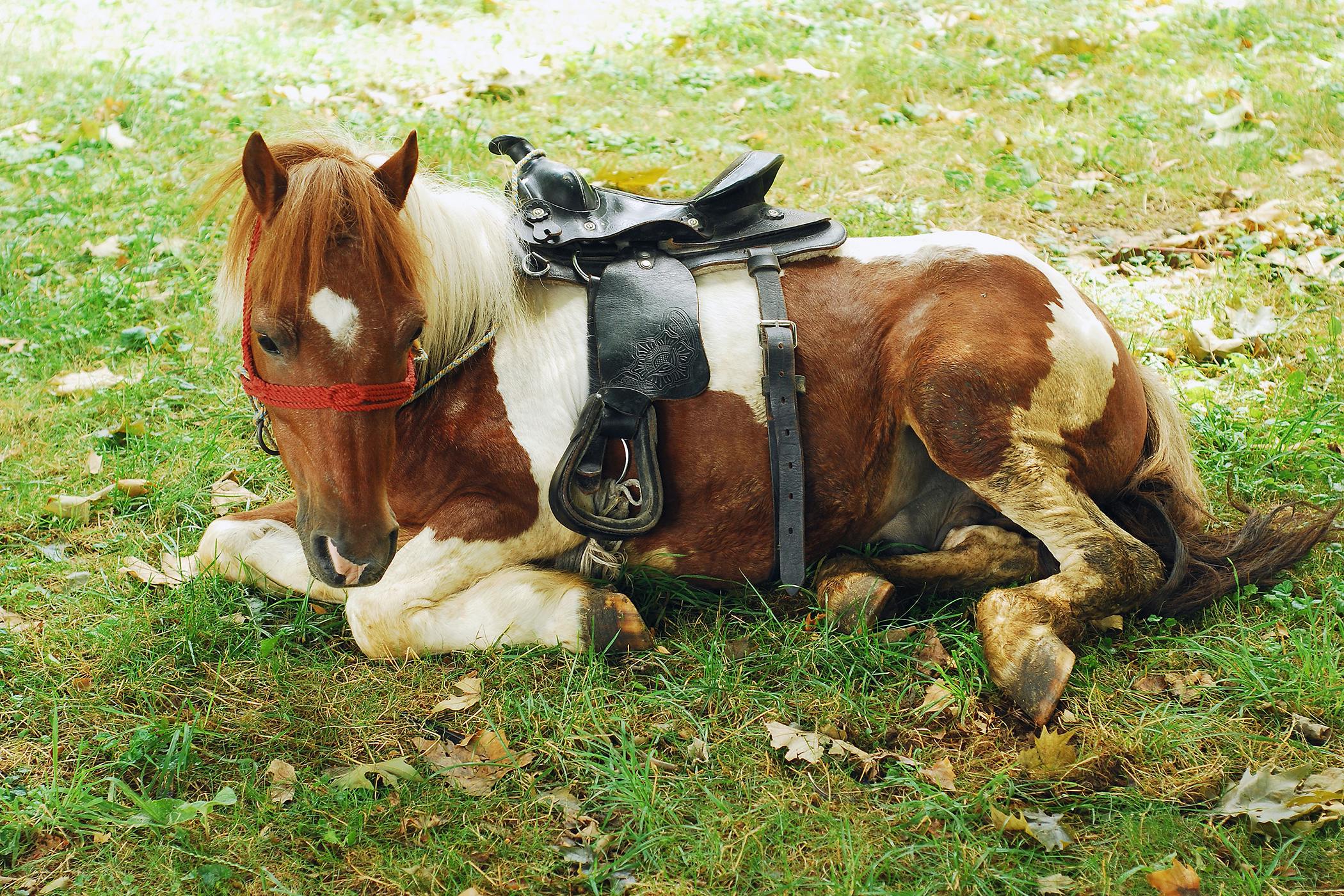 nutritional-deficiencies-in-horses-symptoms-causes-diagnosis