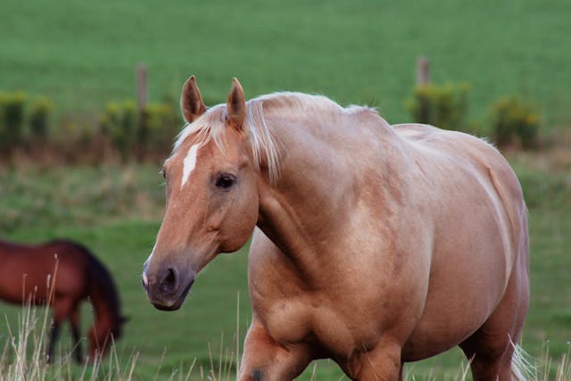 Obesity in Horses - Symptoms, Causes, Diagnosis, Treatment, Recovery, Management, Cost