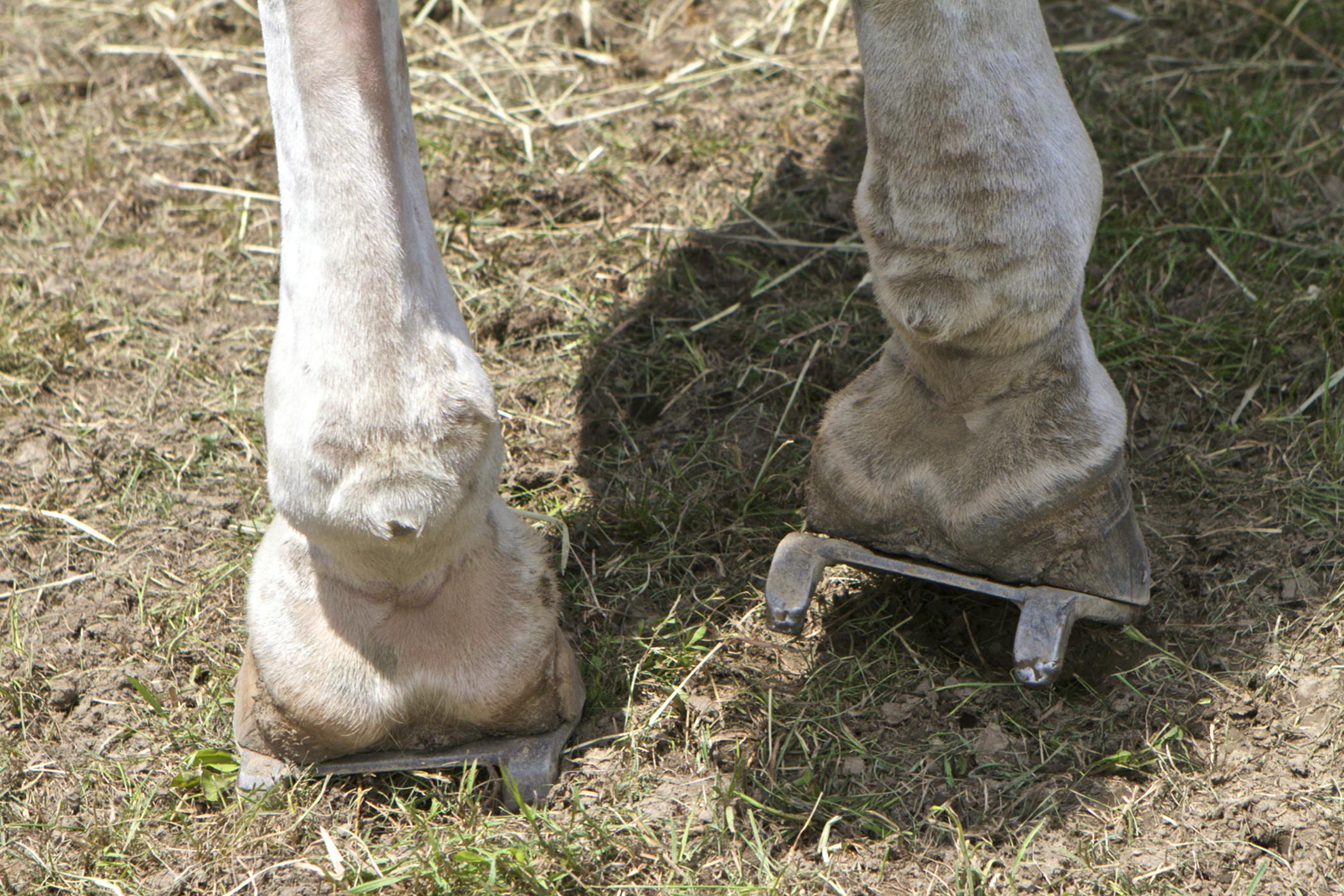 Metacarpophalangeal Joint Horse