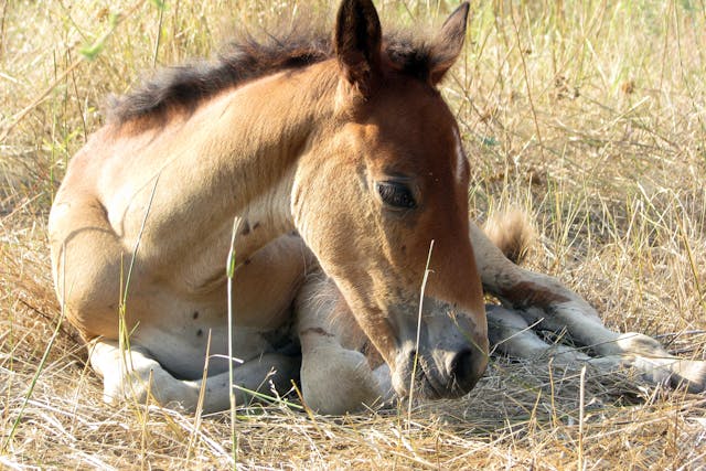 Osteochondrosis of the Stifle in Horses - Symptoms, Causes, Diagnosis, Treatment, Recovery, Management, Cost