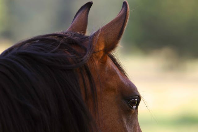 Otitis Media and Interna in Horses - Symptoms, Causes, Diagnosis, Treatment, Recovery, Management, Cost