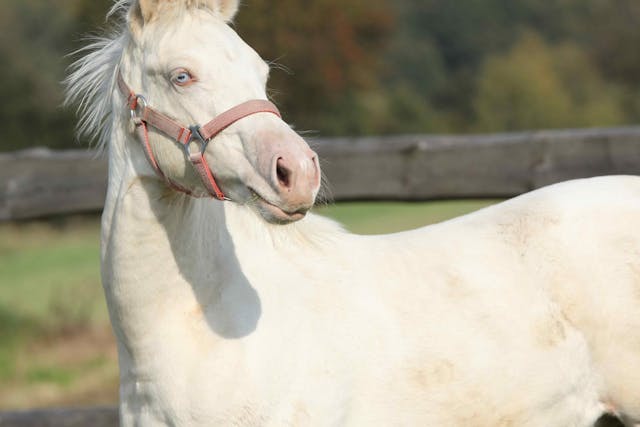 Overo Lethal White Syndrome (Foals) in Horses - Symptoms, Causes, Diagnosis, Treatment, Recovery, Management, Cost