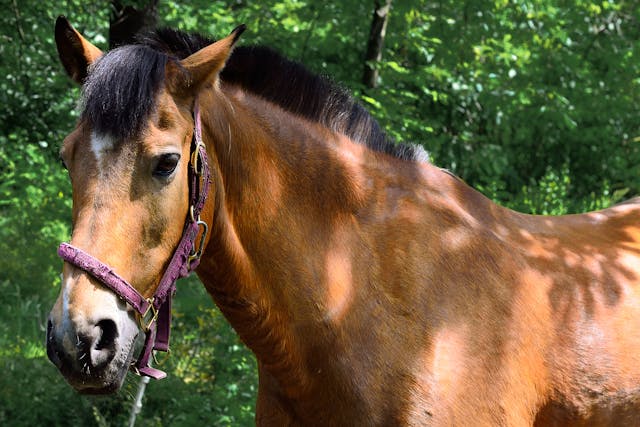 Oxalate Poisoning in Horses - Symptoms, Causes, Diagnosis, Treatment, Recovery, Management, Cost