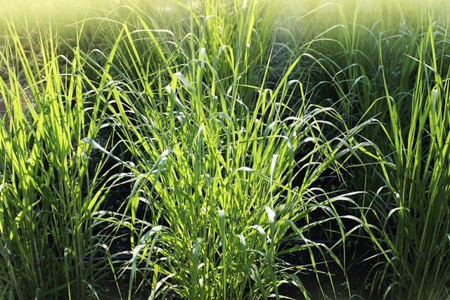 Panicum Coloratum Poisoning in Horses - Symptoms, Causes, Diagnosis, Treatment, Recovery, Management, Cost