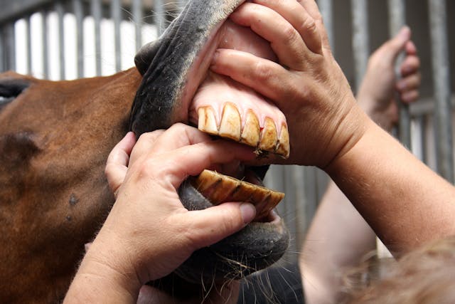 Parrot Mouth in Horses - Symptoms, Causes, Diagnosis, Treatment, Recovery, Management, Cost