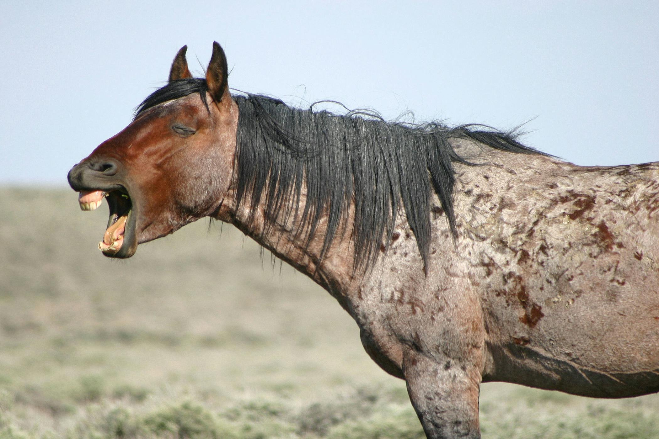 Pastern Dermatitis in Horses - Symptoms, Causes, Diagnosis 