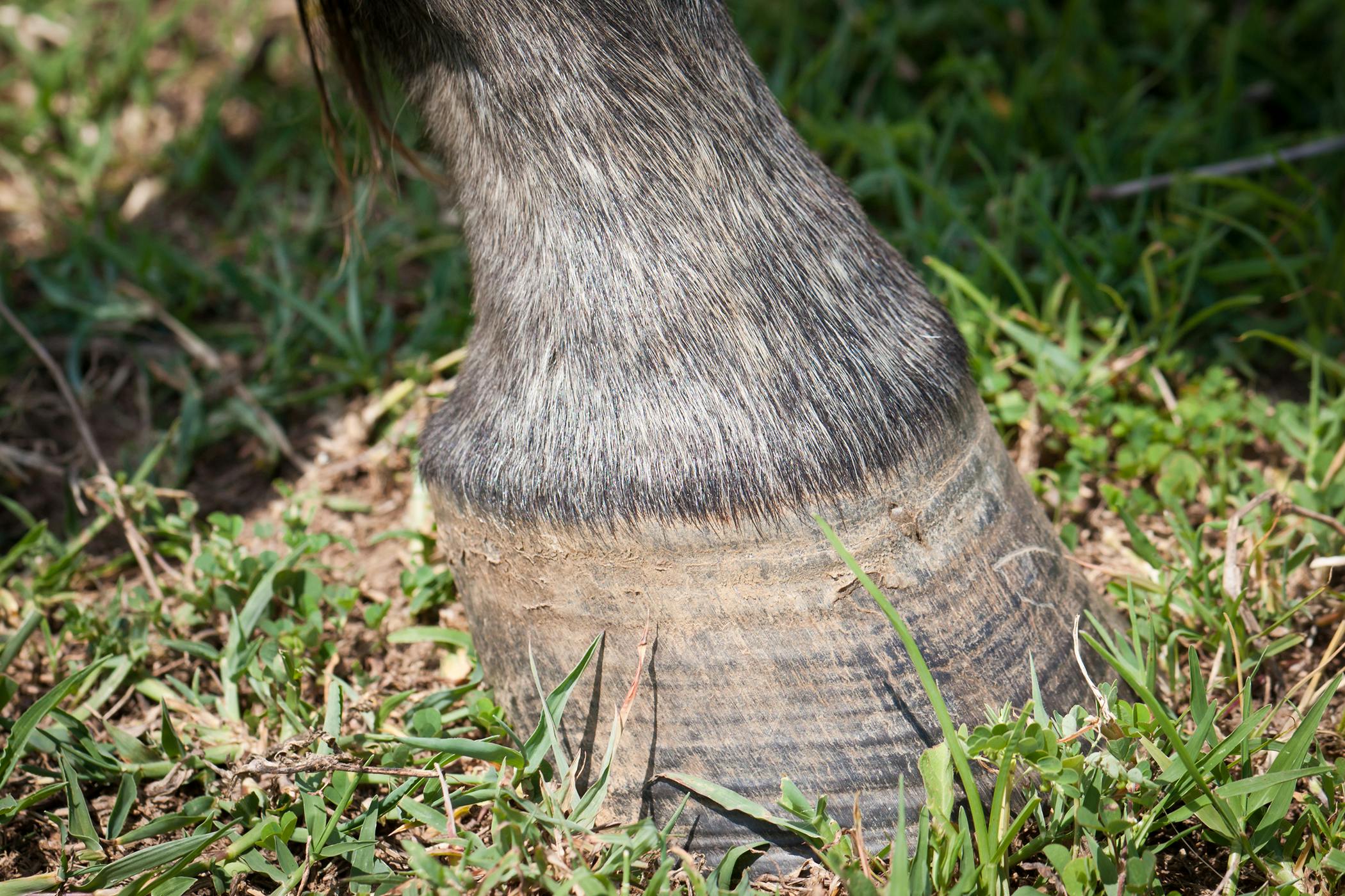 patellar-luxation-in-horses-symptoms-causes-diagnosis-treatment