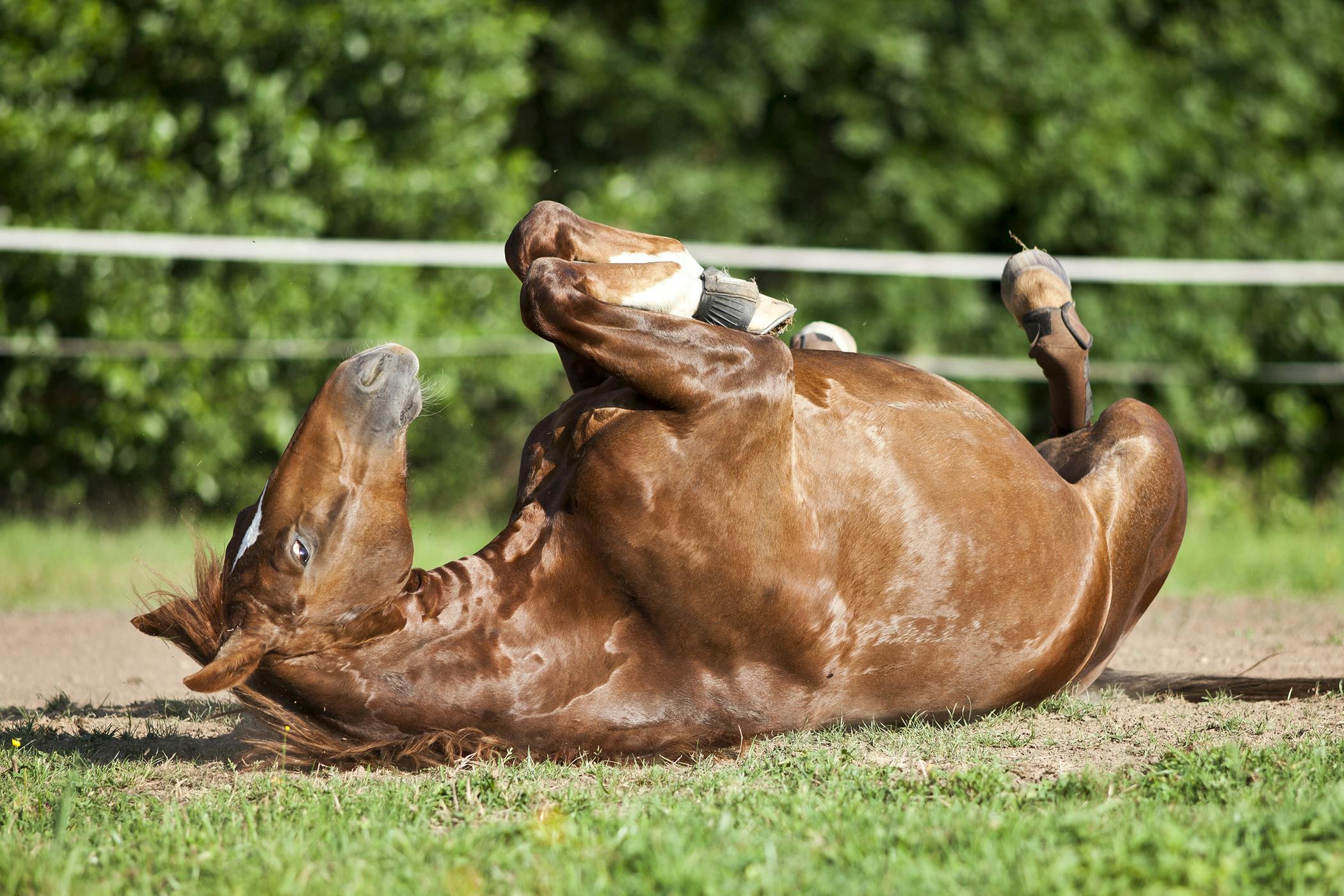 Pedunculated Lipomas in Horses - Symptoms, Causes 
