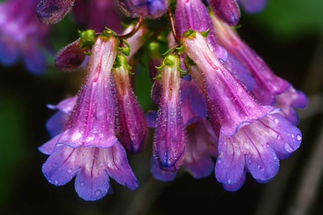 Penstemon Poisoning in Horses - Symptoms, Causes, Diagnosis, Treatment, Recovery, Management, Cost