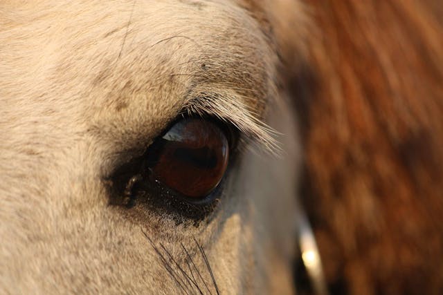 Periodic Ophthalmia in Horses - Symptoms, Causes, Diagnosis, Treatment, Recovery, Management, Cost