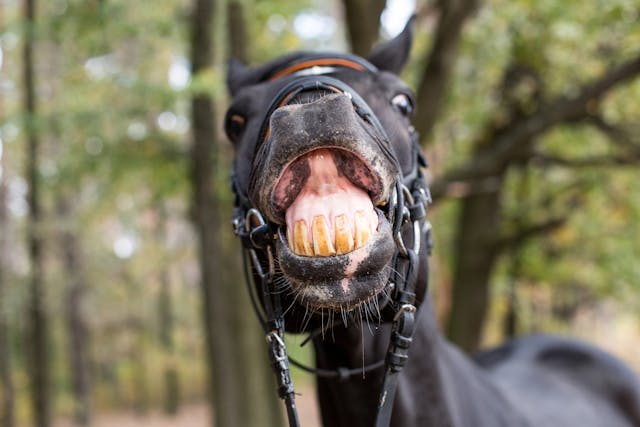 Periodontal Disease in Horses - Symptoms, Causes, Diagnosis, Treatment, Recovery, Management, Cost