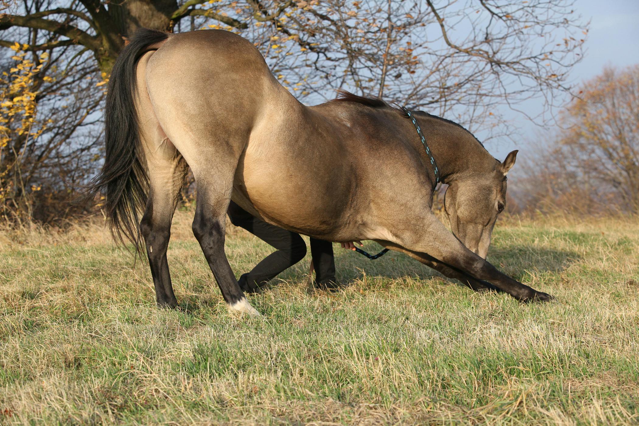 Periostitis in Horses Symptoms, Causes, Diagnosis, Treatment