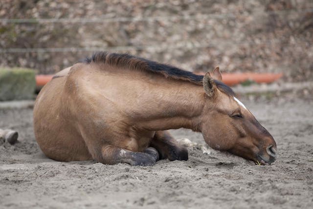 Peritonitis in Horses - Symptoms, Causes, Diagnosis, Treatment, Recovery, Management, Cost