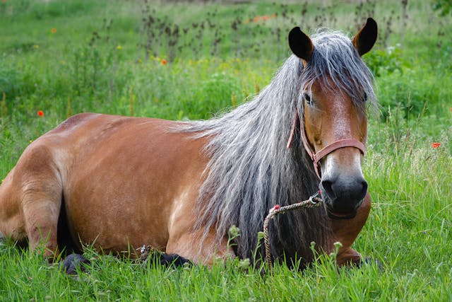 Phenylbutazone (Bute) Toxicity in Horses - Symptoms, Causes, Diagnosis, Treatment, Recovery, Management, Cost