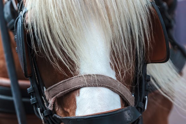 Photosensitization in Horses - Symptoms, Causes, Diagnosis, Treatment, Recovery, Management, Cost