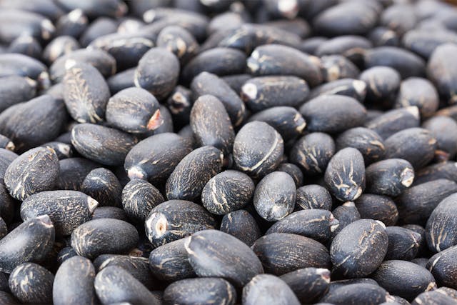 Physic Nut Poisoning in Horses - Symptoms, Causes, Diagnosis, Treatment, Recovery, Management, Cost