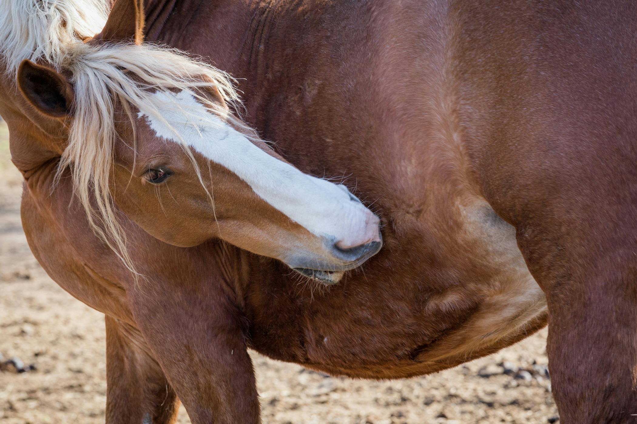 Pigeon Fever In Horses Symptoms Causes Diagnosis Treatment Recovery Management Cost