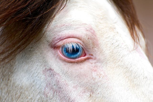 Pink Eye in Horses - Symptoms, Causes, Diagnosis, Treatment, Recovery, Management, Cost