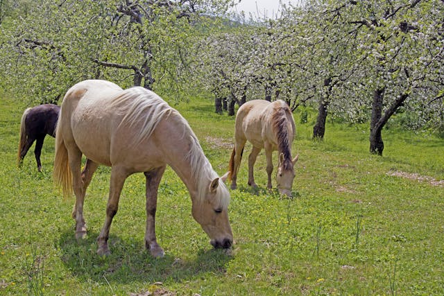 Plant Neurotoxicity in Horses - Symptoms, Causes, Diagnosis, Treatment, Recovery, Management, Cost