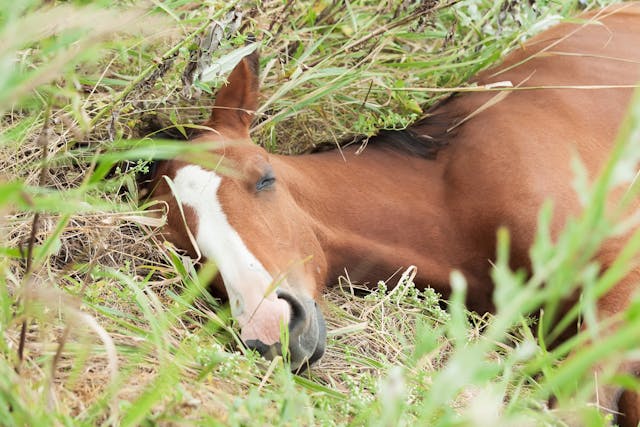 Pleuropneumonia in Horses - Symptoms, Causes, Diagnosis, Treatment, Recovery, Management, Cost