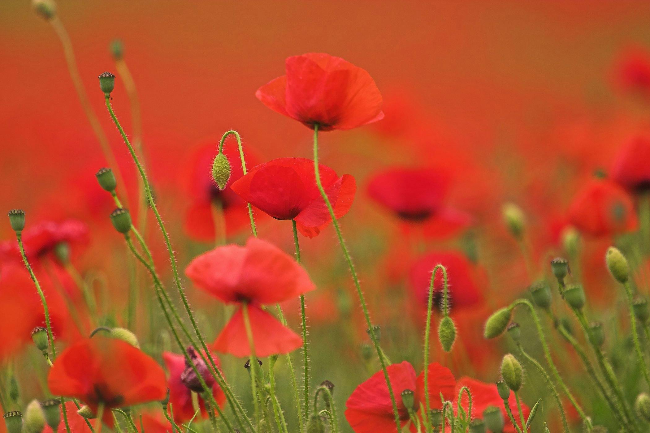 are poppies poisonous to dogs