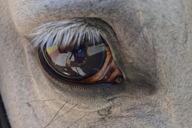 Prolapse of the Eye in Horses - Symptoms, Causes, Diagnosis, Treatment, Recovery, Management, Cost