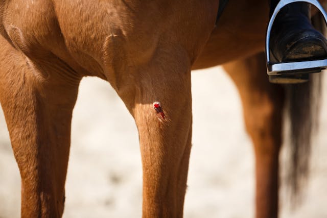Proud Flesh in Horses - Symptoms, Causes, Diagnosis, Treatment, Recovery, Management, Cost