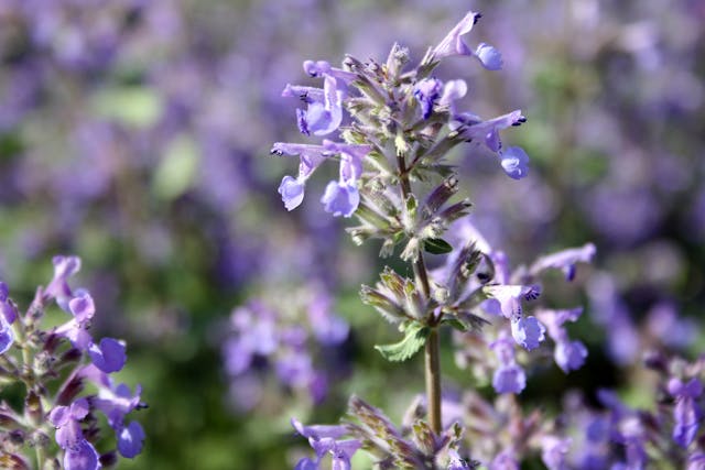 Purple Mint Poisoning in Horses - Symptoms, Causes, Diagnosis, Treatment, Recovery, Management, Cost