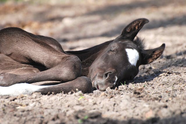 Purpura Hemorrhagica in Horses - Symptoms, Causes, Diagnosis, Treatment, Recovery, Management, Cost