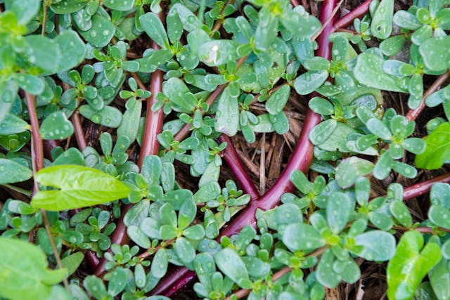 Purslane Poisoning in Horses - Symptoms, Causes, Diagnosis, Treatment, Recovery, Management, Cost