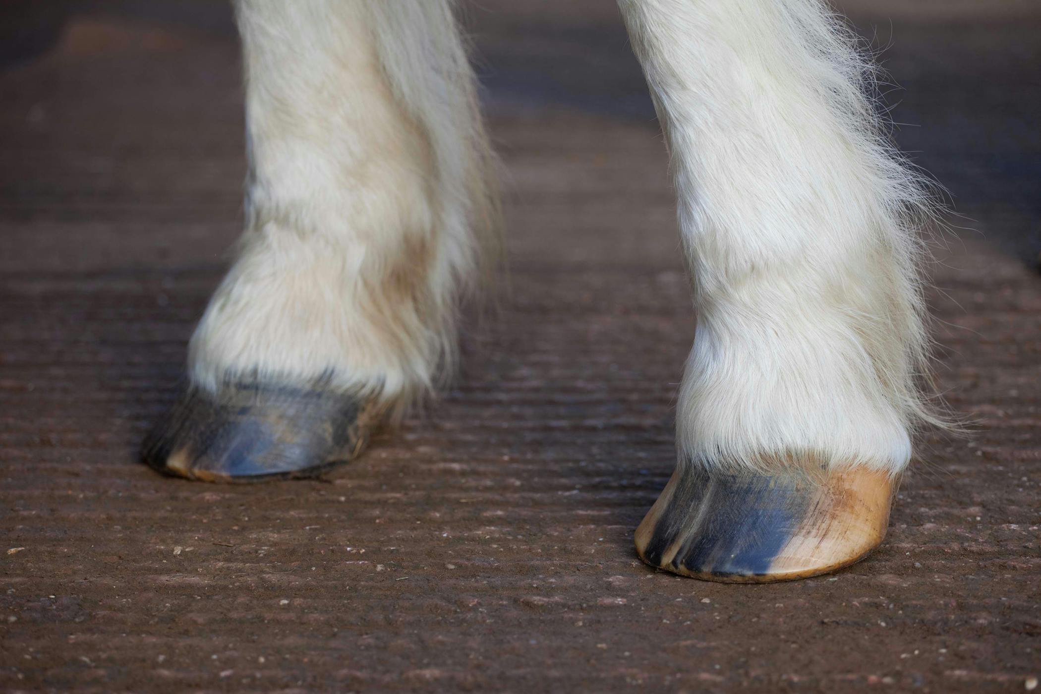 Horse hooves. Животные с копытами.