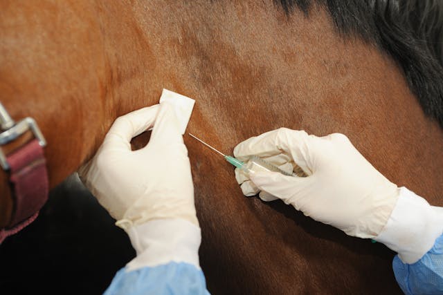 Rabies Vaccine Allergy in Horses - Symptoms, Causes, Diagnosis, Treatment, Recovery, Management, Cost