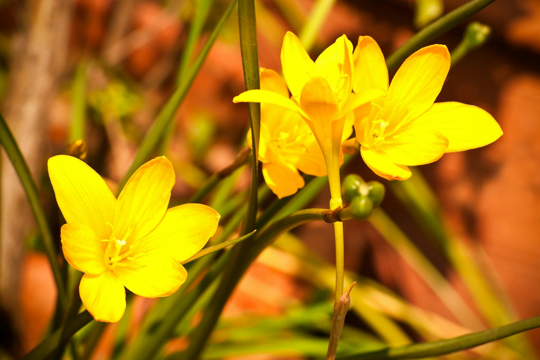 rain-lily-flower-rain-lily-lily-flower-flowers