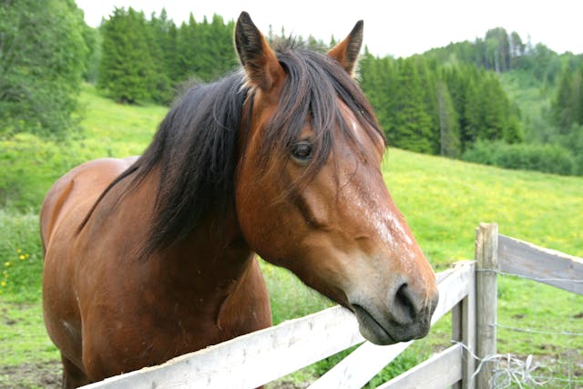 Recto-vaginal Fistula in Horses - Symptoms, Causes, Diagnosis, Treatment, Recovery, Management, Cost