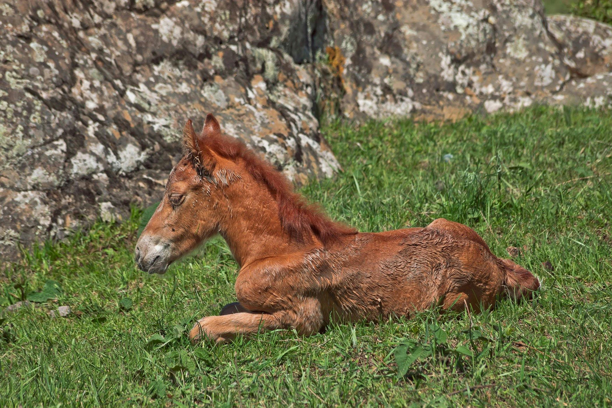 Recurrent Airway Obstruction (Heaves) in Horses - Symptoms 