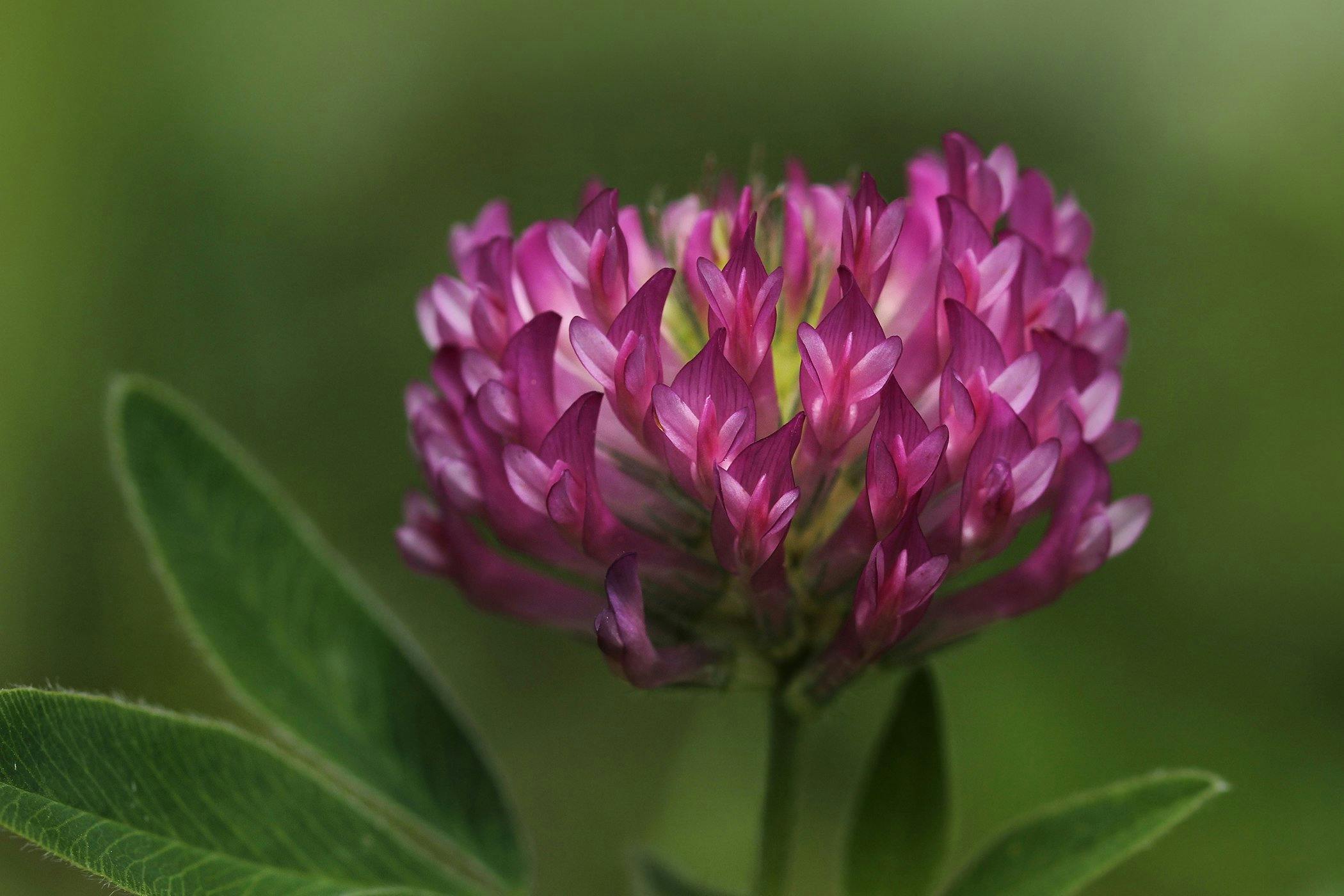 is white clover toxic to dogs