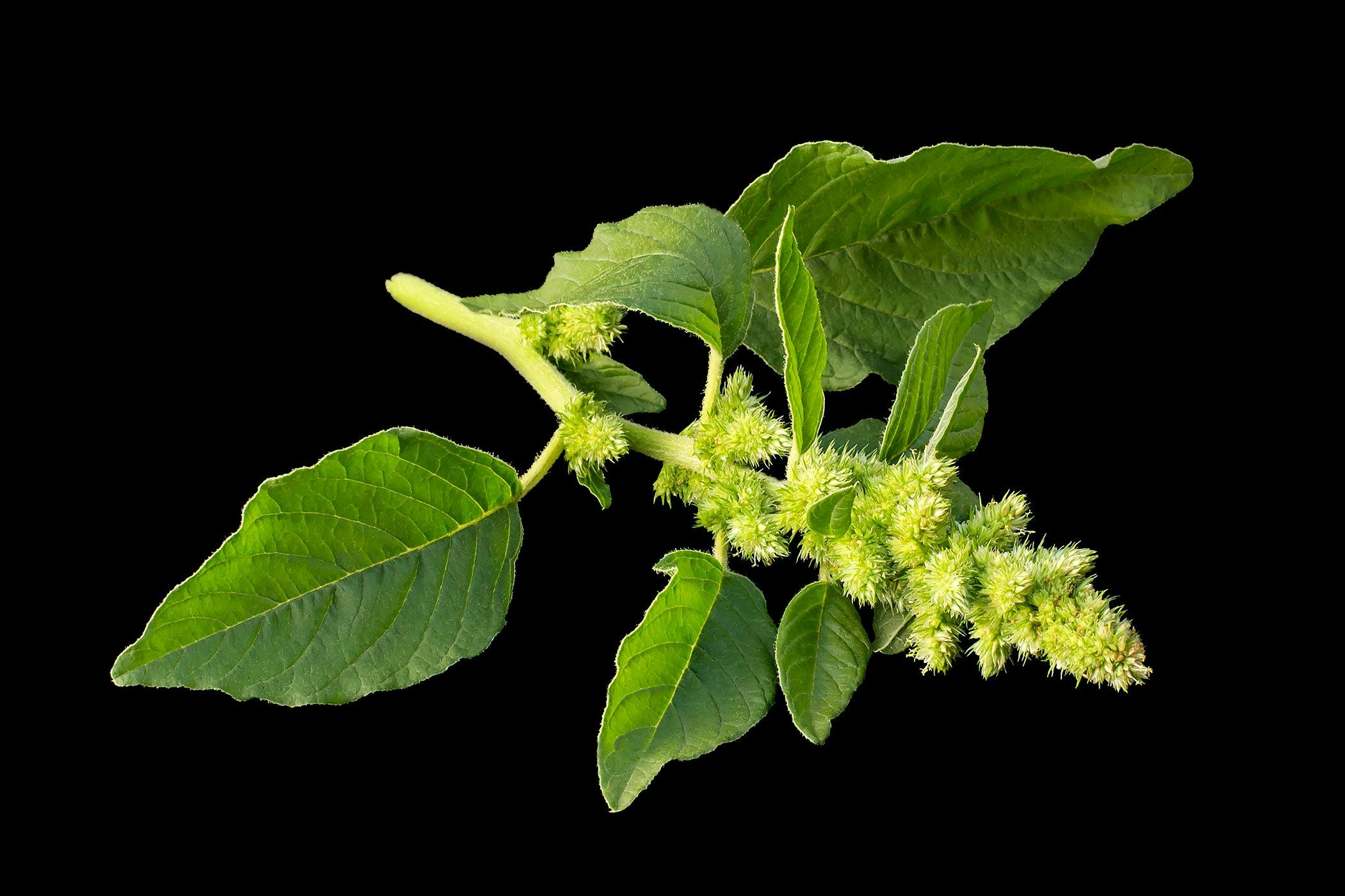 Redroot Pigweed Poisoning 