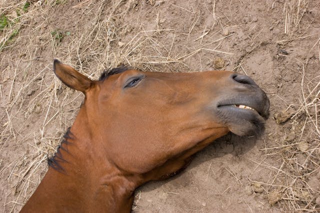 Renal Tubular Acidosis in Horses - Symptoms, Causes, Diagnosis, Treatment, Recovery, Management, Cost