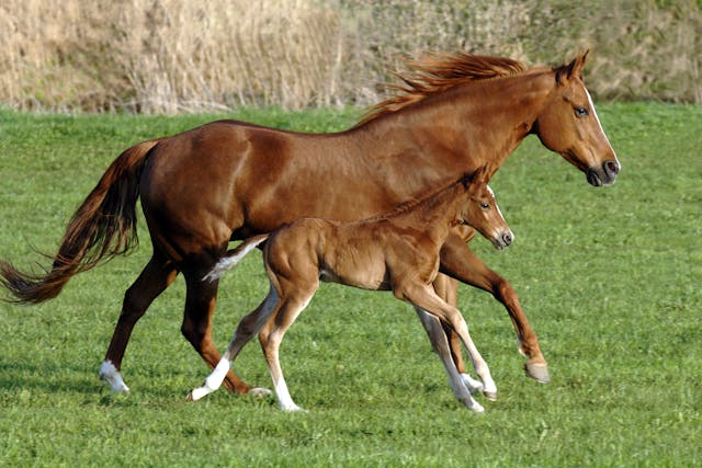 Retained Fetal Membranes (Mares) in Horses - Symptoms, Causes, Diagnosis, Treatment, Recovery, Management, Cost