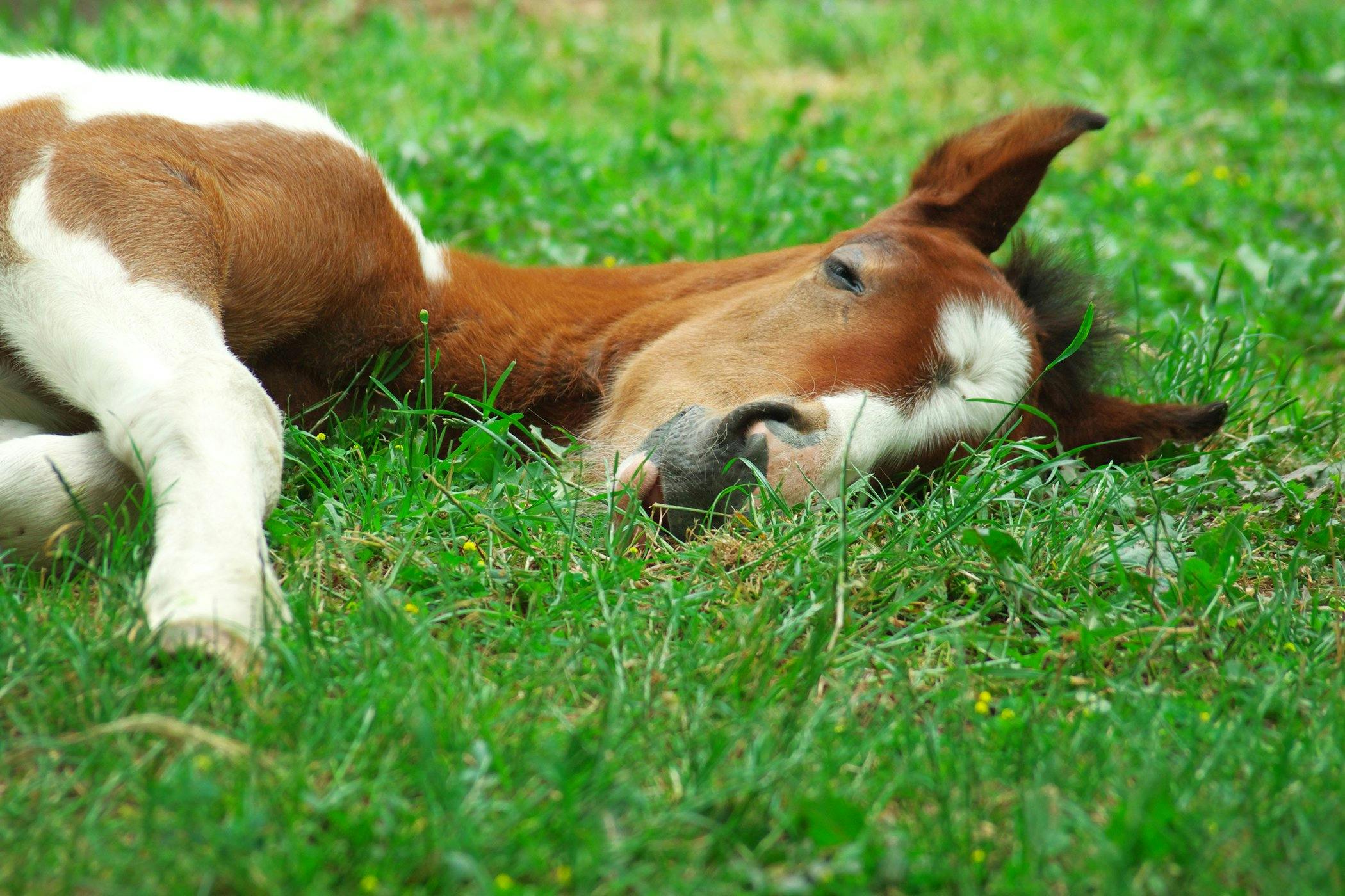 Rhodococcus Equi Pneumonia In Horses Symptoms Causes