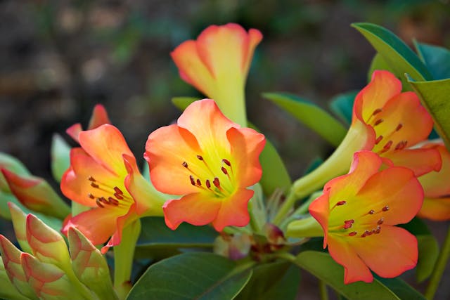 Rhododendron Poisoning in Horses - Symptoms, Causes, Diagnosis ...