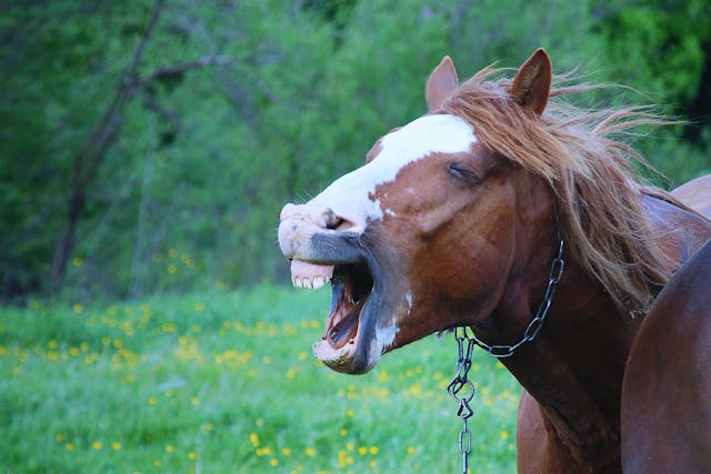 Roaring in Horses - Symptoms, Causes, Diagnosis, Treatment, Recovery, Management, Cost